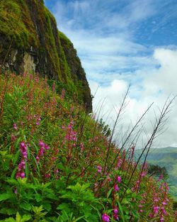 Flowers growing on cliff by sea against sky