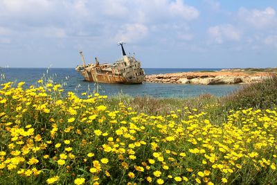 Yellow flowers by sea against sky