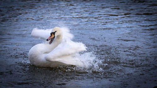 Swan swimming in a water