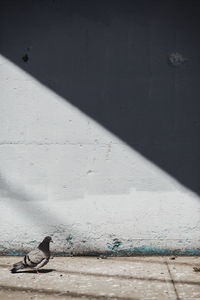 Pigeon on floor against wall