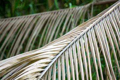 Close-up of palm leaves