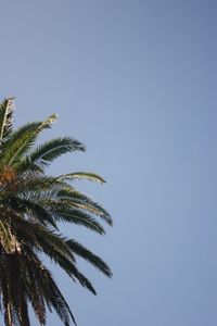 Low angle view of palm tree against clear sky