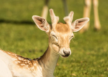 Close-up of deer on field