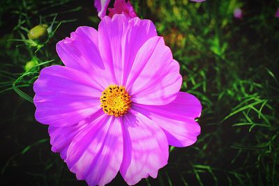 Close-up of pink cosmos flower