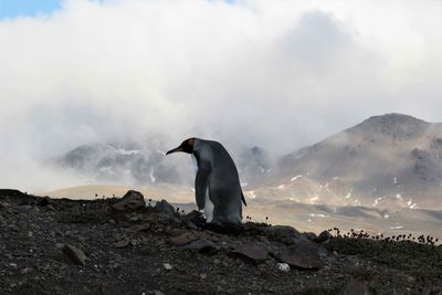 View of a bird on rock