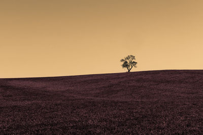 Plant growing on field against sky during sunset