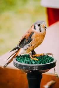 Close-up of kestrel perching outdoors