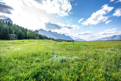 Scenic view of field against sky