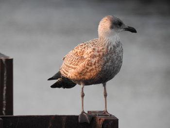 Close-up of seagull perching on railing