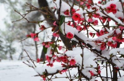 Close-up of red flowers on tree during winter