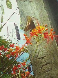 Low angle view of plants