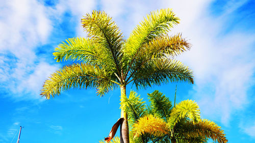 Low angle view of palm trees against blue sky