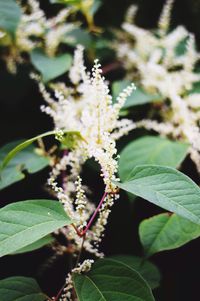 Close-up of plant
