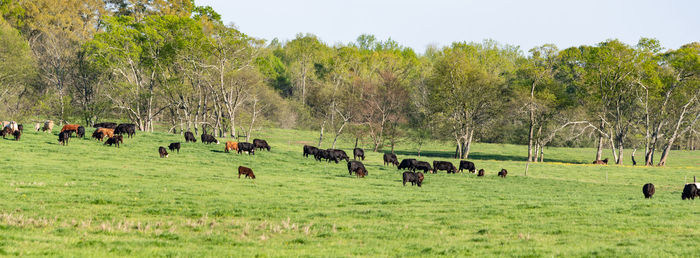 Panorama of a beef cattle herd in a lush, green pasture in early spring.