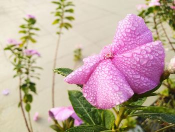 Close-up of pink flower