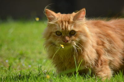 Close-up of cat