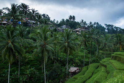 Panoramic view of palm trees against sky