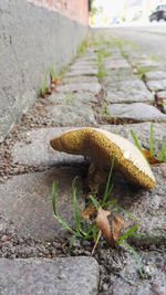 Close-up of a mushroom