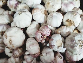 The best garlic for consumption, the price of garlic