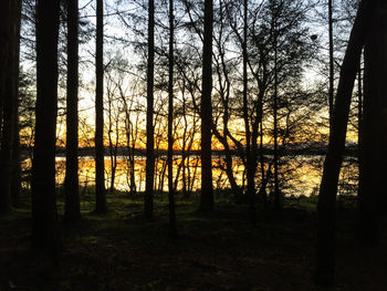 Trees in forest at sunset