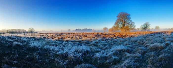 Scenic view of field against clear blue sky during winter