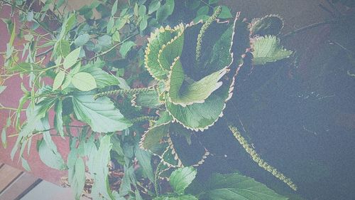 High angle view of plant growing on land