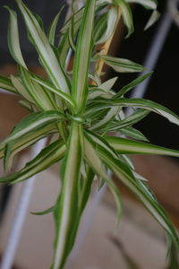 Close-up of fresh green plant