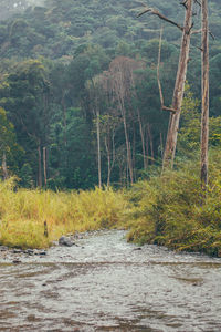 Scenic view of river flowing in forest