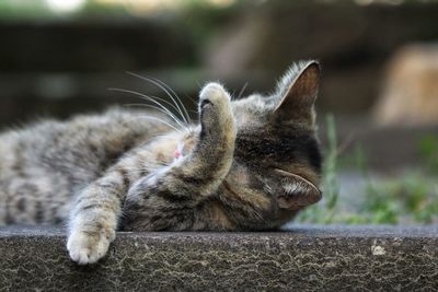 Close-up of a cat