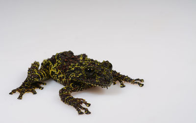 Close-up of frog over white background