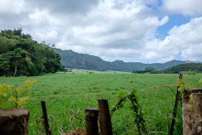 Scenic view of agricultural field against sky