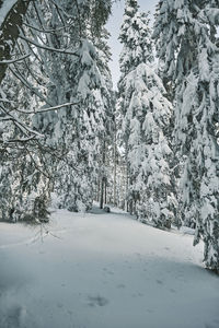 Snow covered land and trees in forest