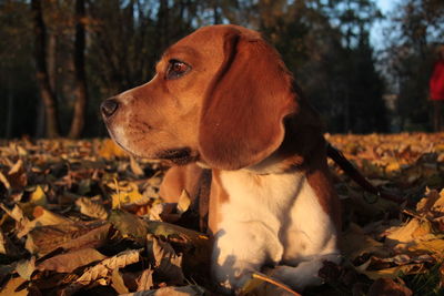 Close-up of dog on field during autumn