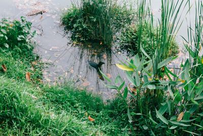 Plants growing in water