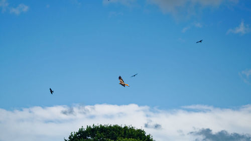 Low angle view of birds flying in sky