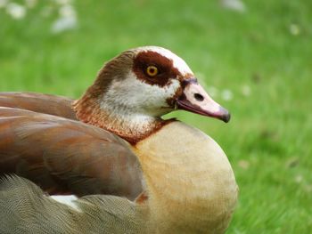 Close-up of egypt goose