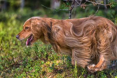 Side view of a dog on field