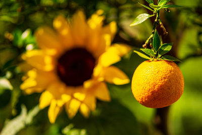 Close-up of lemon growing on tree