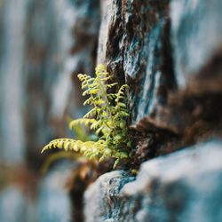 Close-up of moss growing on rock