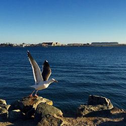 View of birds in calm blue sea