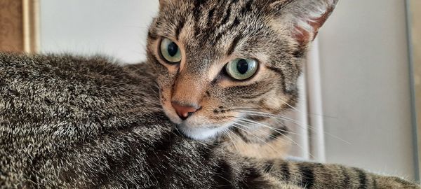 Close-up portrait of a cat