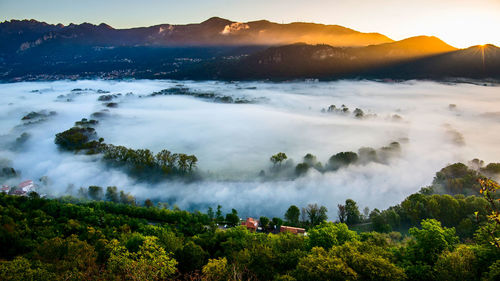 Panoramic view of trees in forest against sky