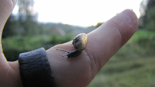 Close-up of cropped hand