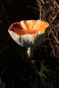 High angle view of mushroom growing on field