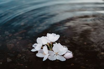 Close-up of white flower in water