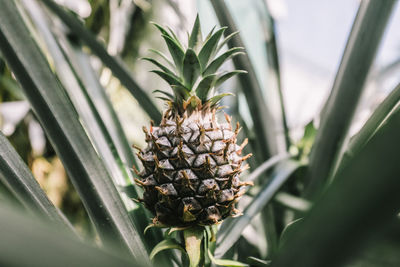 Close-up of pineapple growing on tree