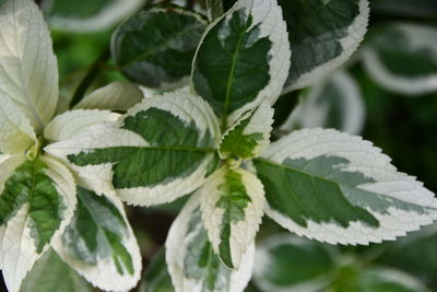 Close-up of green leaves