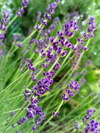 Close-up of purple flowers