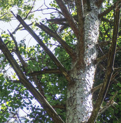 Low angle view of trees in forest against sky