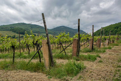 Scenic view of vineyard against sky